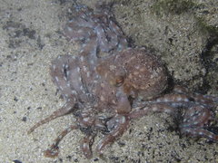 Callistoctopus ornatus