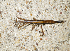 Anisomorpha ferruginea