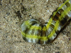 Euapta