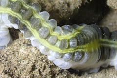 Euapta