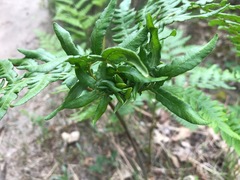 Chirosia grossicauda