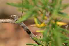 Chrysolina americana