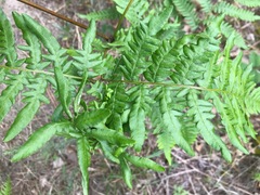 Chirosia grossicauda