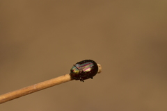 Chrysolina americana