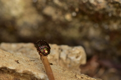 Chrysolina americana