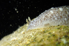 Dendrodoris elongata
