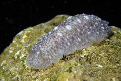 Dendrodoris elongata