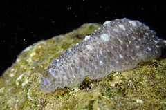 Dendrodoris elongata