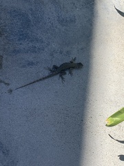 Sceloporus occidentalis