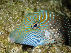 Canthigaster amboinensis