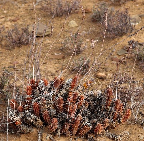 Haworthia foliolosa (Haw.) Haw.
