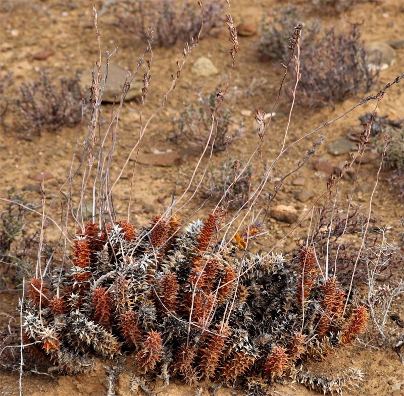 Tulista foliolosa (Haw.) G.D.Rowley