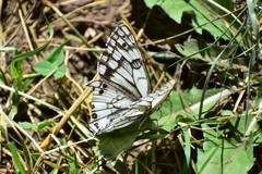 Melanargia parce
