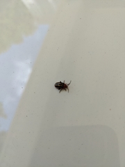 Disonycha leptolineata