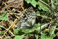 Melanargia parce