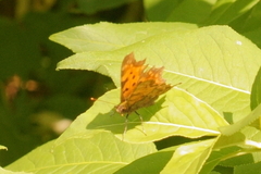 Polygonia c-album