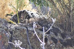 Emberiza stewarti