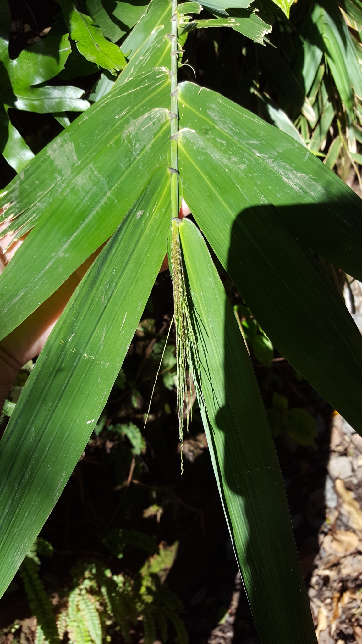 (c) François Rousseu, certains droits réservés (CC BY-NC) https://www.inaturalist.org/observations/84736701