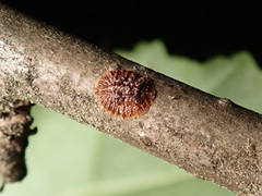 Parthenolecanium corni