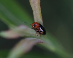 Cryptocephalus rufipes