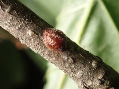 Parthenolecanium corni