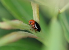 Cryptocephalus rufipes