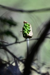 Arum korolkowii