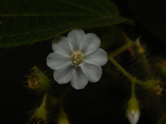 Miconia octona