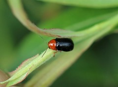 Cryptocephalus rufipes