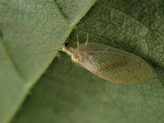 Hemerobius marginatus