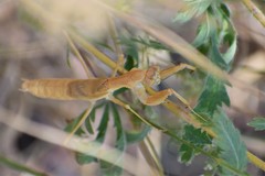 Bolivaria brachyptera