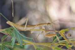 Bolivaria brachyptera