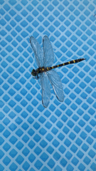 Cordulegaster boltonii