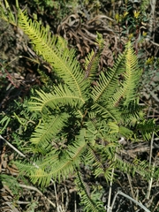 Sticherus cryptocarpus