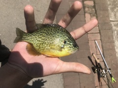 Lepomis gibbosus