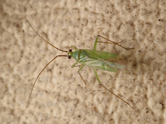 Blepharidopterus angulatus