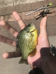 Lepomis gibbosus
