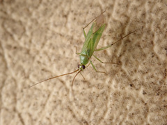 Blepharidopterus angulatus