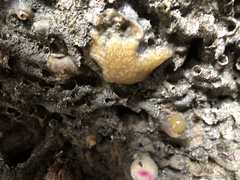 Holozoidae