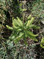 Sticherus cryptocarpus