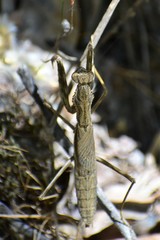 Bolivaria brachyptera