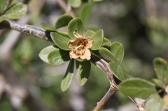 Lycium brevipes hassei