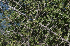 Lycium brevipes hassei