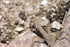 Bolivaria brachyptera