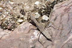 Bolivaria brachyptera