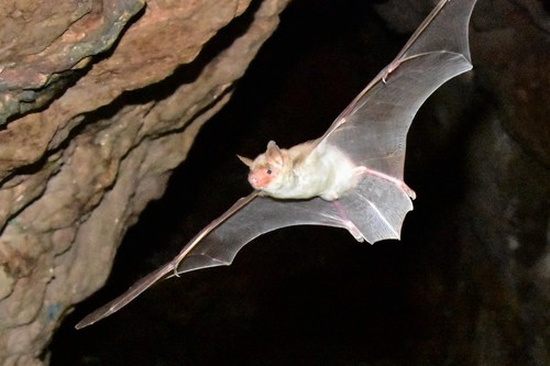 Lesser mouse-eared bat