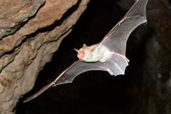 Lesser Mouse-Eared Bat photo 3