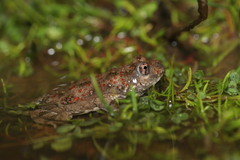 Cacosternum capense