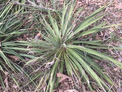 Yucca arkansana