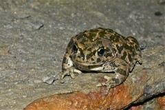 Bufotes perrini